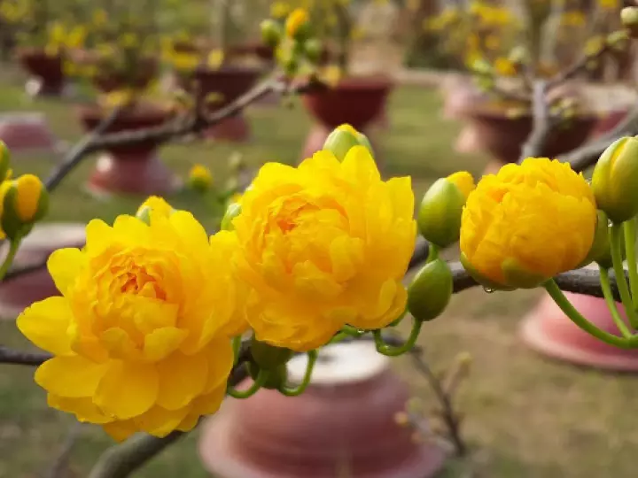 Những hình ảnh mai đại lộc đẹp nhất Những hình ảnh mai đại lộc đẹp nhất