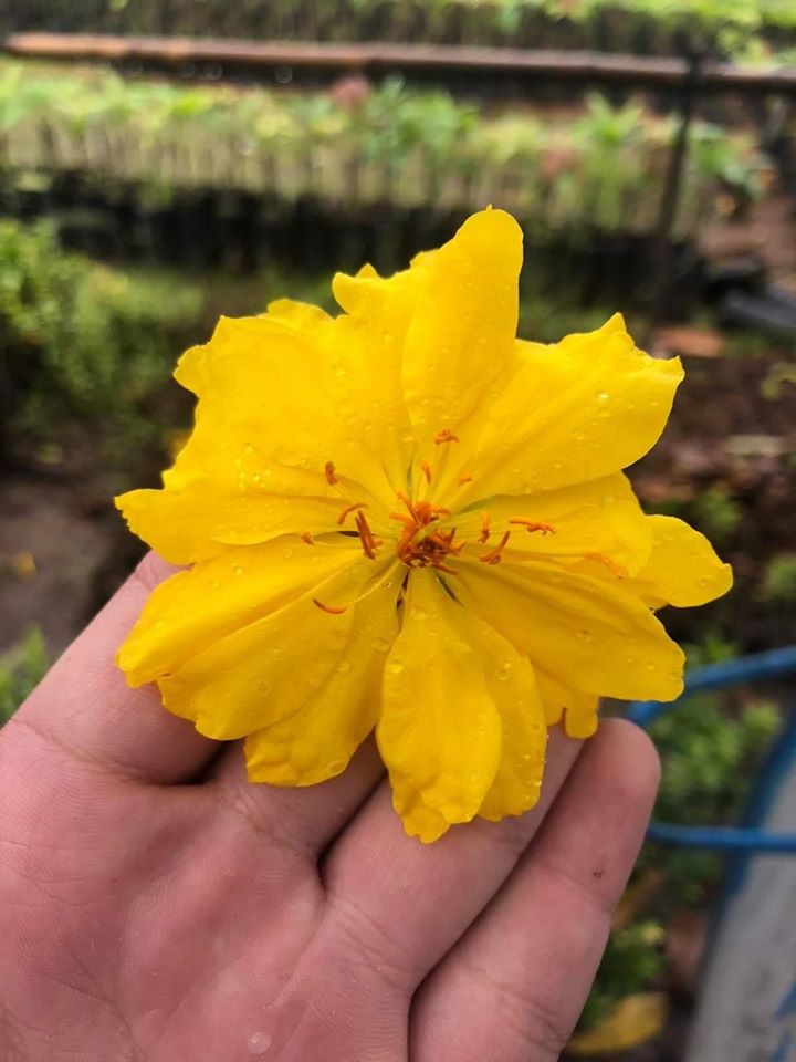 Những hình ảnh mai đại lộc đẹp nhất Những hình ảnh mai đại lộc đẹp nhất