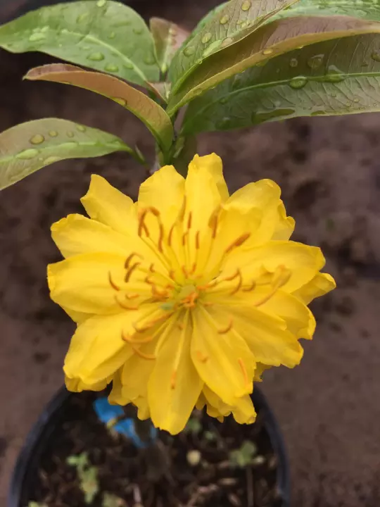 Những hình ảnh mai đại lộc đẹp nhất Những hình ảnh mai đại lộc đẹp nhất