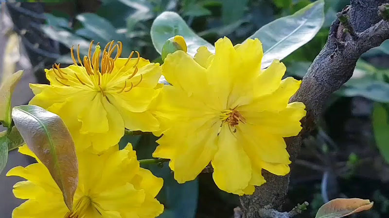 Những hình ảnh mai đại lộc đẹp nhất Những hình ảnh mai đại lộc đẹp nhất