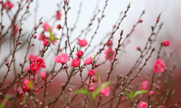 Cành đào có phải đốt không