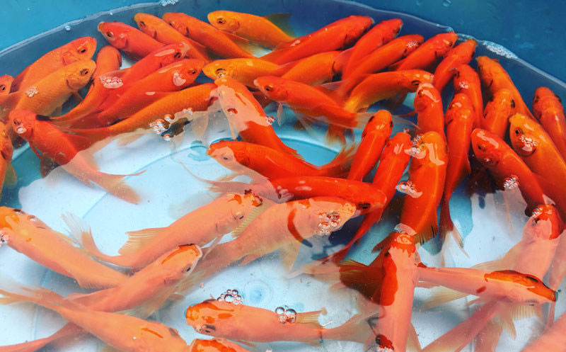 Cách chọn cá cúng ông Táo