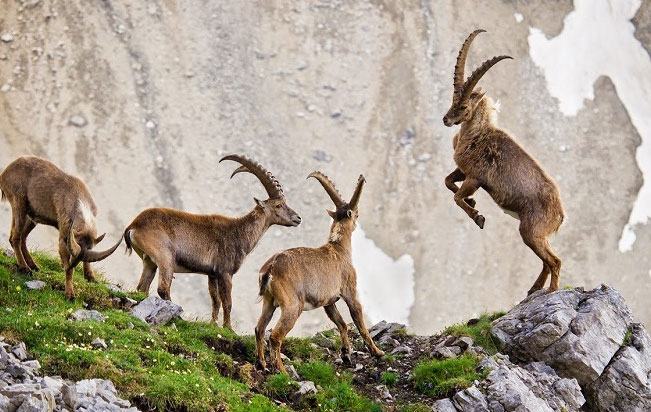 Gia chủ tuổi Đinh Mùi chọn người xông đất 2024