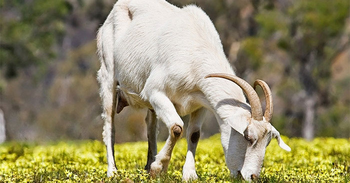 Gia chủ tuổi Kỷ Mùi 1979 chọn người xông đất 2024