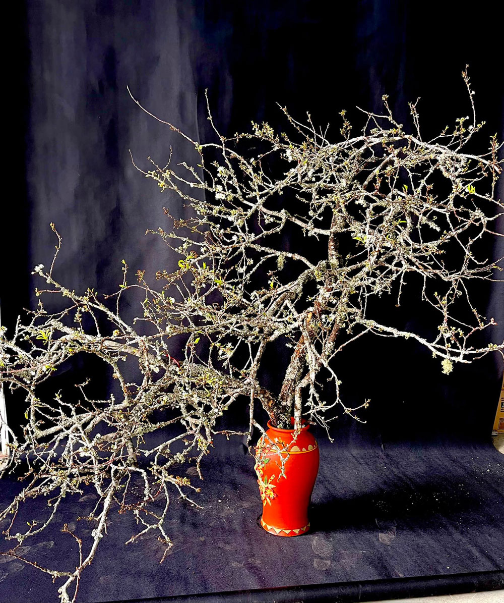 Cách cắm hoa mận