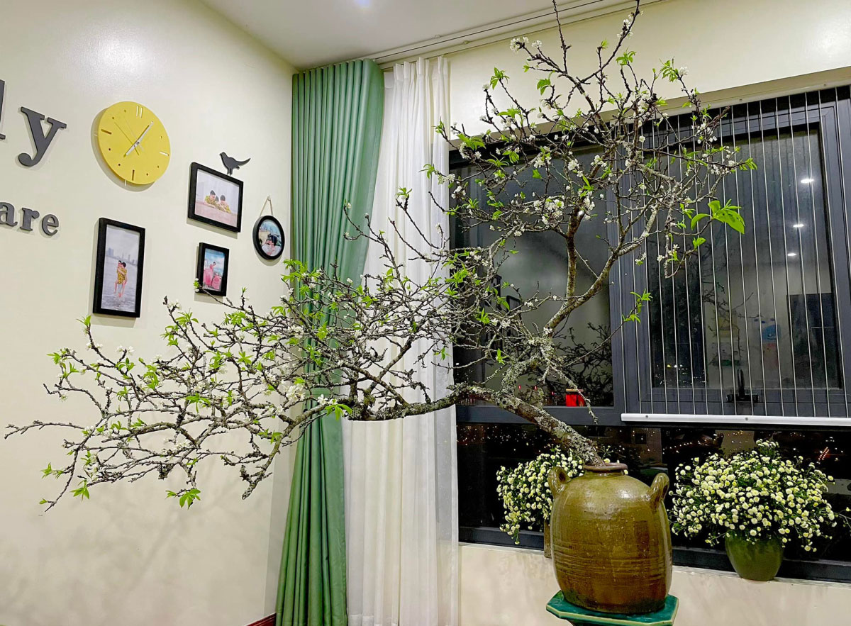 Cách cắm hoa mận