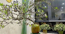 Cách cắm cành hoa mận đẹp, tươi lâu