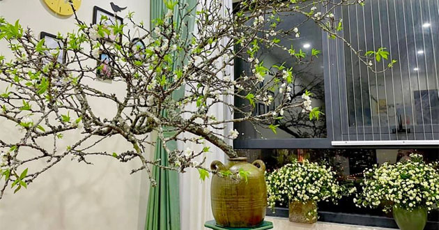 Cách cắm hoa mận