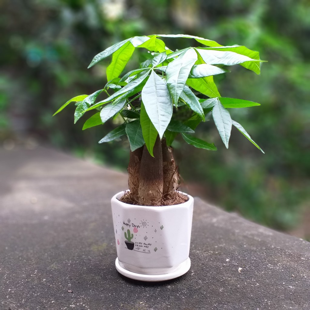 Sinh năm 2012 hợp cây gì? Sinh năm 2012 hợp cây gì?