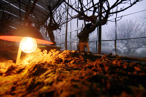 Cách làm hoa đào nhanh nở Cách làm hoa đào nhanh nở