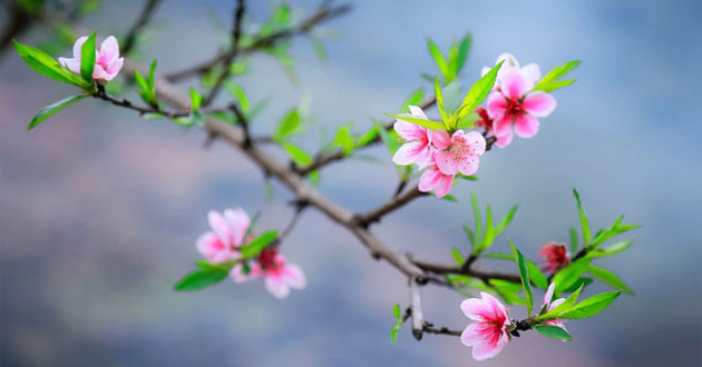 Cách làm hoa đào nhanh nở Cách làm hoa đào nhanh nở