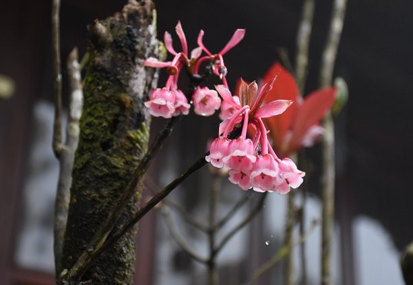 Những hình ảnh hoa đào chuông đẹp nhất Những hình ảnh hoa đào chuông đẹp nhất