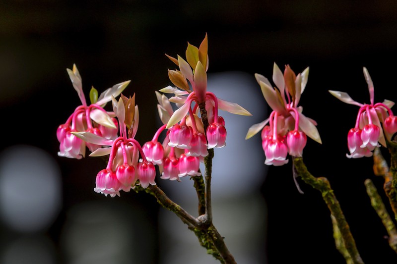 Những hình ảnh hoa đào chuông đẹp nhất Những hình ảnh hoa đào chuông đẹp nhất