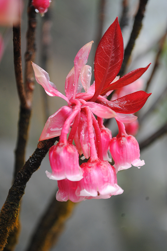 Những hình ảnh hoa đào chuông đẹp nhất Những hình ảnh hoa đào chuông đẹp nhất