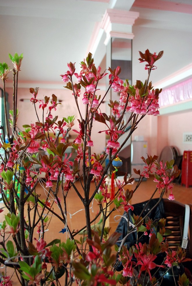 Những hình ảnh hoa đào chuông đẹp nhất Những hình ảnh hoa đào chuông đẹp nhất