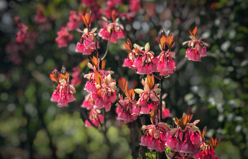 Những hình ảnh hoa đào chuông đẹp nhất Những hình ảnh hoa đào chuông đẹp nhất