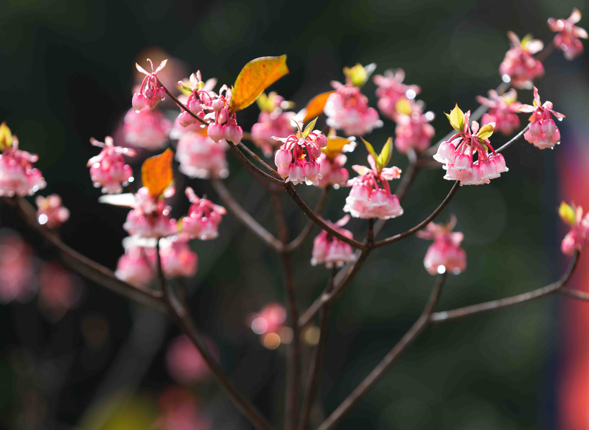 Những hình ảnh hoa đào chuông đẹp nhất Những hình ảnh hoa đào chuông đẹp nhất