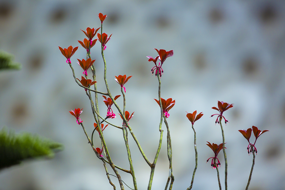 Những hình ảnh hoa đào chuông đẹp nhất Những hình ảnh hoa đào chuông đẹp nhất