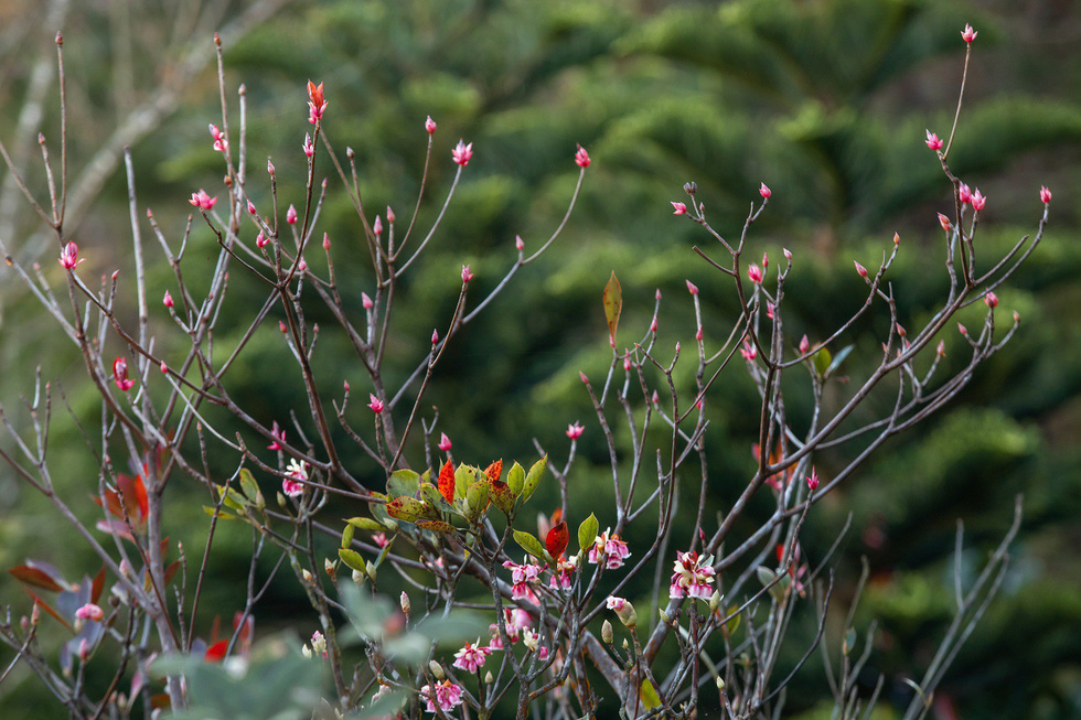 Những hình ảnh hoa đào chuông đẹp nhất Những hình ảnh hoa đào chuông đẹp nhất