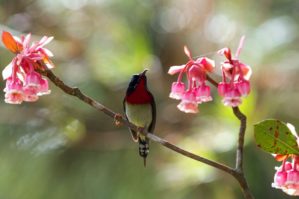 Những hình ảnh hoa đào chuông đẹp nhất Những hình ảnh hoa đào chuông đẹp nhất