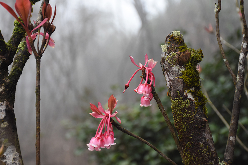 Những hình ảnh hoa đào chuông đẹp nhất Những hình ảnh hoa đào chuông đẹp nhất