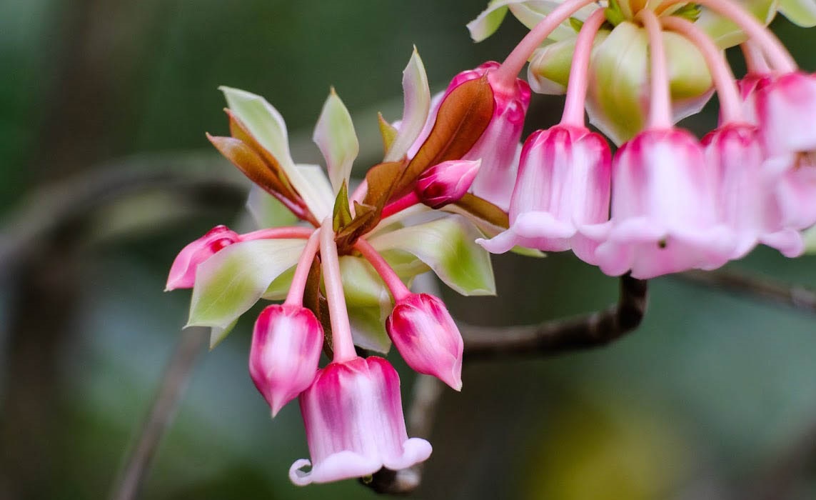 Những hình ảnh hoa đào chuông đẹp nhất Những hình ảnh hoa đào chuông đẹp nhất