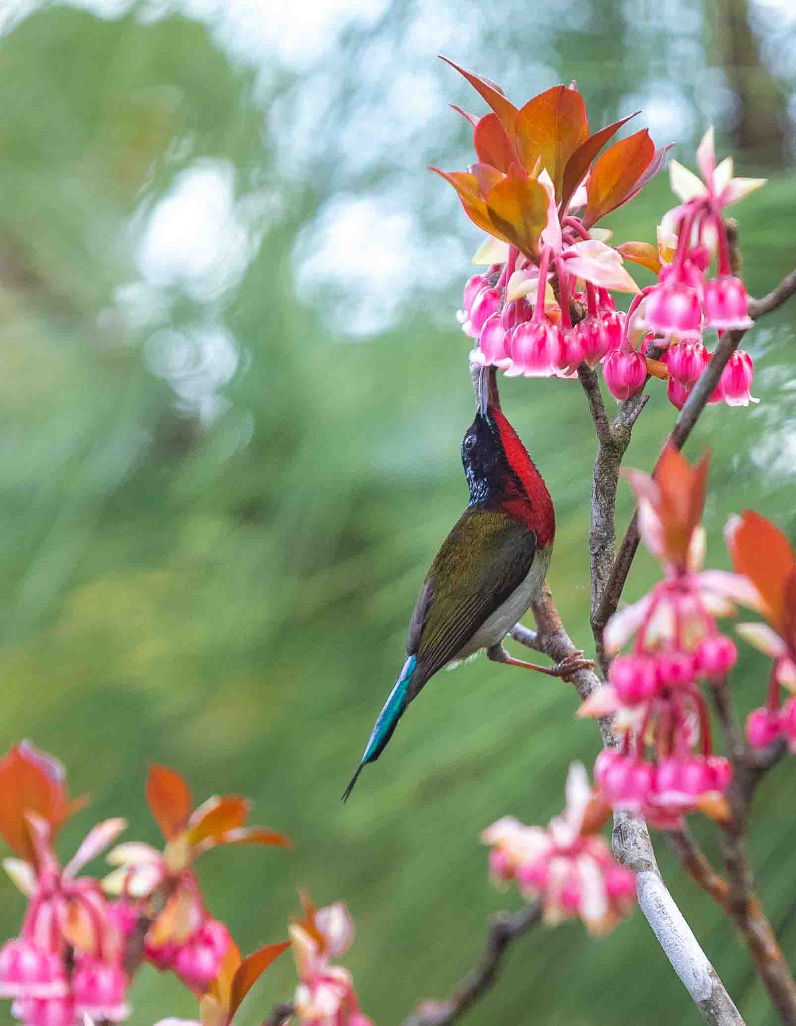 Những hình ảnh hoa đào chuông đẹp nhất Những hình ảnh hoa đào chuông đẹp nhất