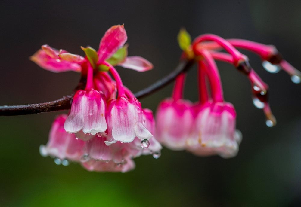 Ý nghĩa hoa đào chuông Yên Tử Ý nghĩa hoa đào chuông Yên Tử