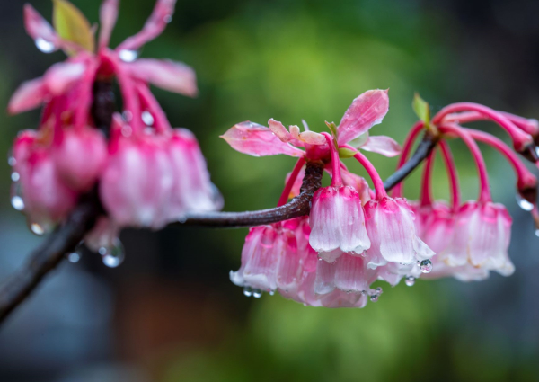 Những hình ảnh hoa đào chuông đẹp nhất Những hình ảnh hoa đào chuông đẹp nhất