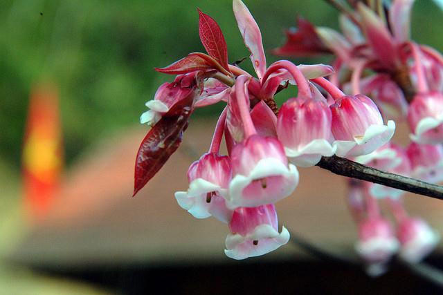 Những hình ảnh hoa đào chuông đẹp nhất Những hình ảnh hoa đào chuông đẹp nhất