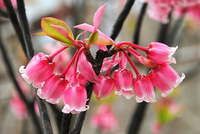 Những hình ảnh hoa đào chuông đẹp nhất Những hình ảnh hoa đào chuông đẹp nhất