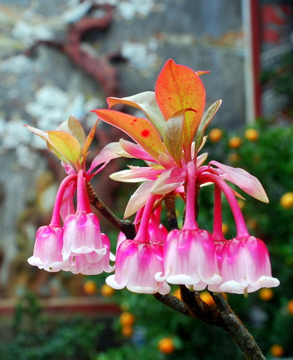 Những hình ảnh hoa đào chuông đẹp nhất Những hình ảnh hoa đào chuông đẹp nhất