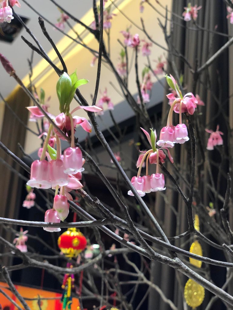 Những hình ảnh hoa đào chuông đẹp nhất Những hình ảnh hoa đào chuông đẹp nhất