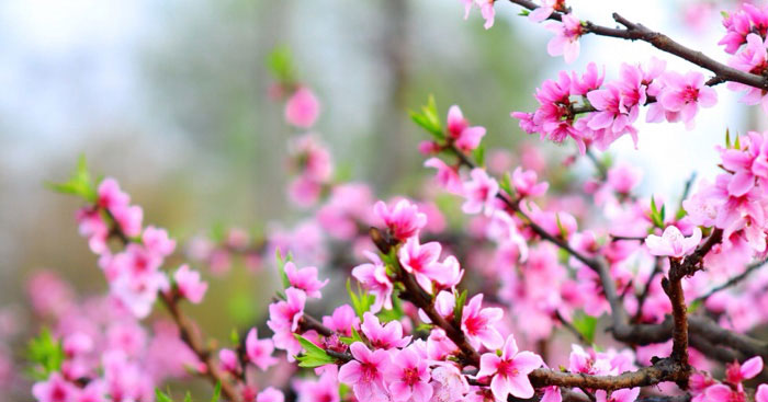 Mùng 6 Tết tốt hay xấu