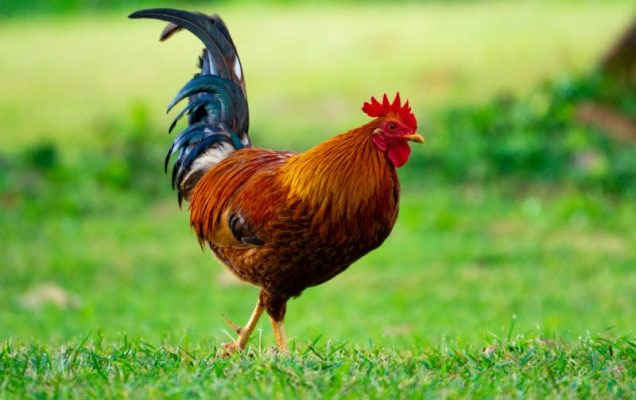 Tuổi Ất Dậu 2005 khai trương ngày nào đẹp?