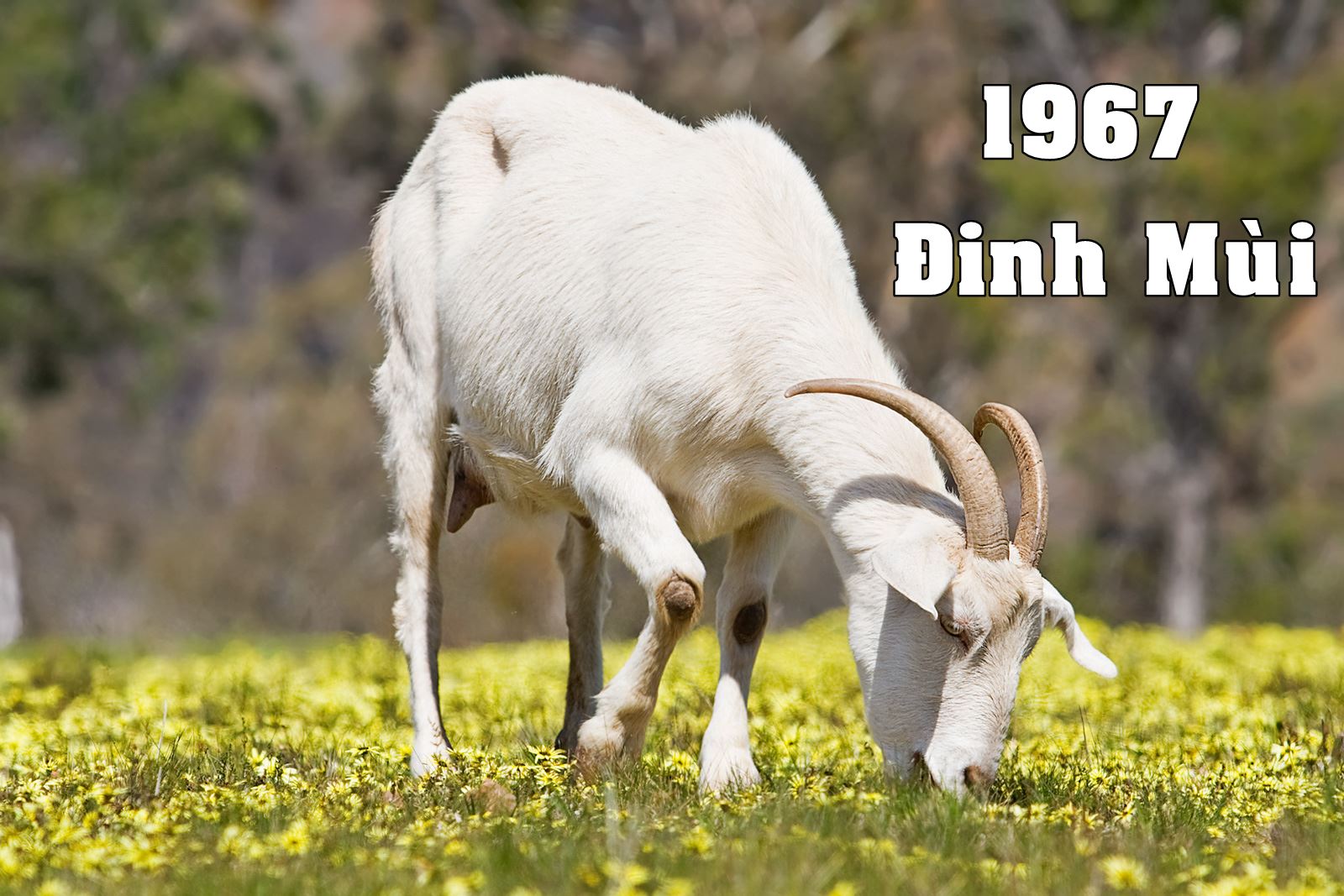 Tuổi Đinh Mùi 1967 khai trương ngày nào tốt năm 2024?