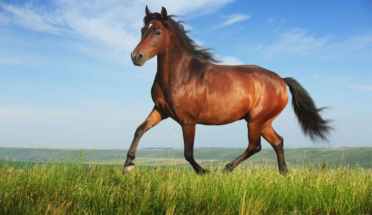 Tuổi Ngọ khai trương ngày nào tốt Tuổi Bính Ngọ 1966 khai trương ngày nào tốt