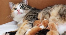 Mèo đẻ mùng 1 Tết có sao không?
