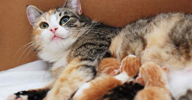 Mèo đẻ mùng 1 Tết có sao không Mèo đẻ mùng 1 Tết có sao không