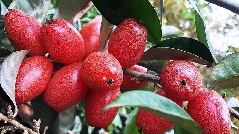 Hình ảnh trái nhót đẹp nhất Hình ảnh trái nhót đẹp nhất