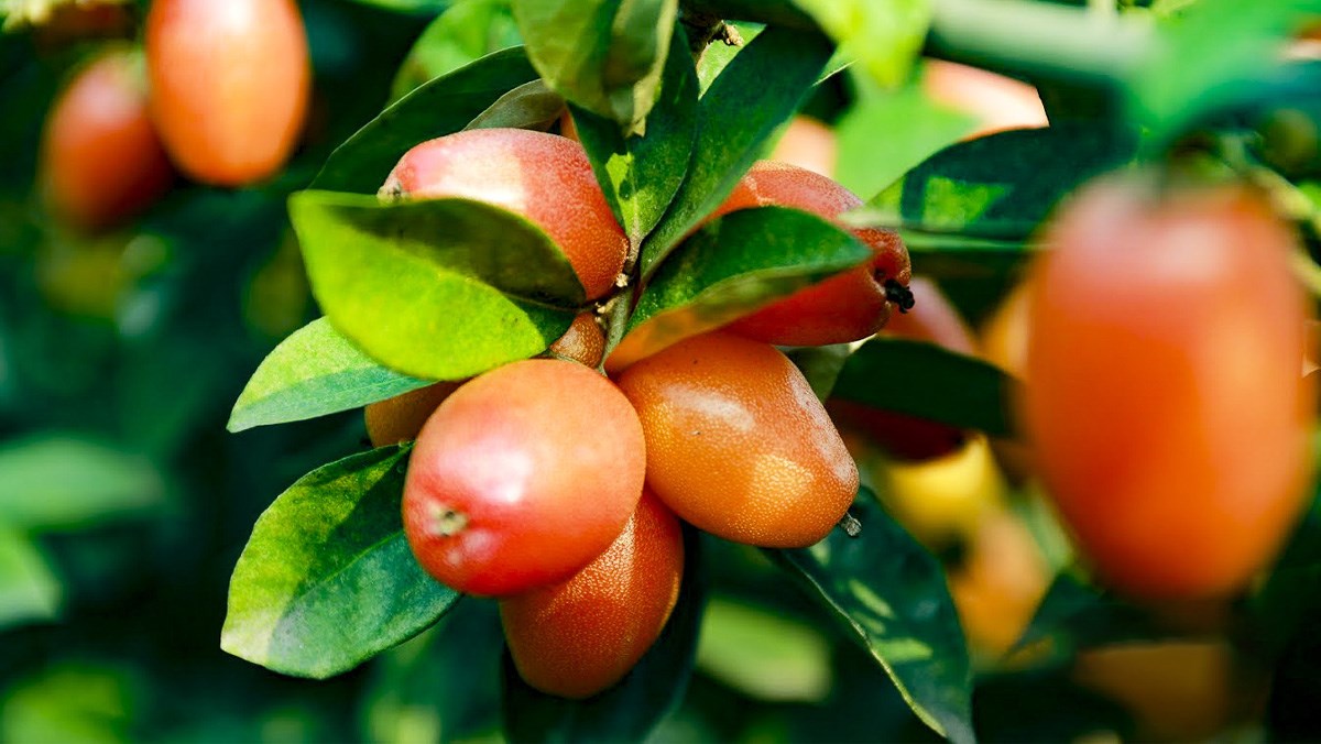 Hình ảnh trái nhót đẹp nhất Hình ảnh trái nhót đẹp nhất