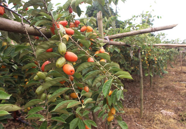 Hình ảnh trái nhót đẹp nhất Hình ảnh trái nhót đẹp nhất