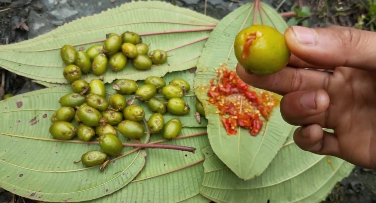 Hình ảnh trái nhót đẹp nhất Hình ảnh trái nhót đẹp nhất