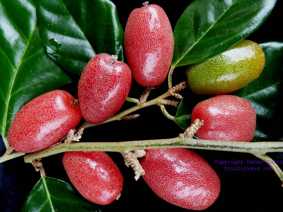 Quả nhót là quả gì? Quả nhót là quả gì?