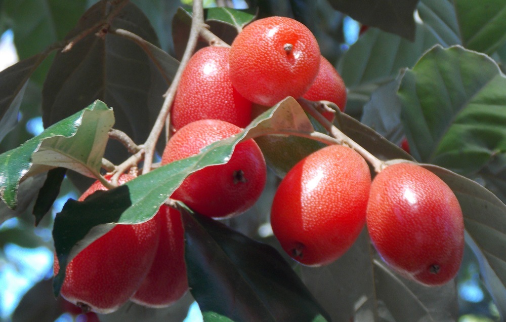 Hình ảnh trái nhót đẹp nhất Hình ảnh trái nhót đẹp nhất