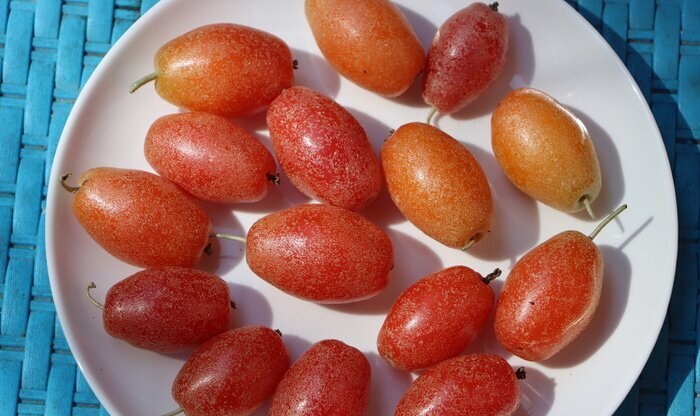 Hình ảnh trái nhót đẹp nhất Hình ảnh trái nhót đẹp nhất