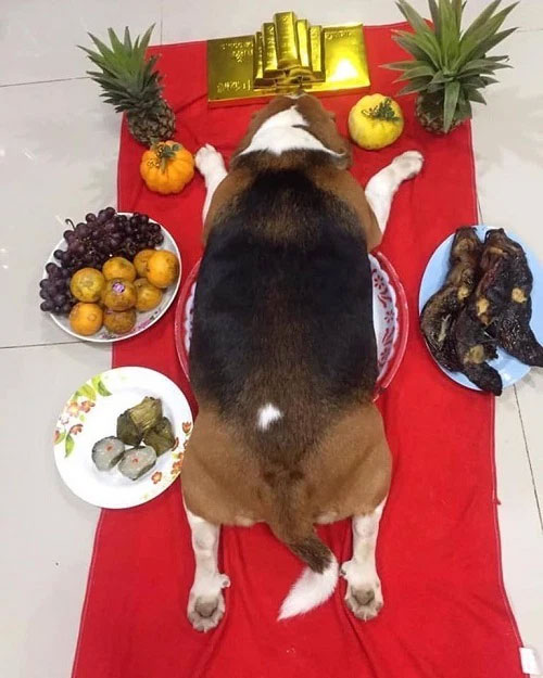 Hình ảnh hài hước ngày vía Thần Tài