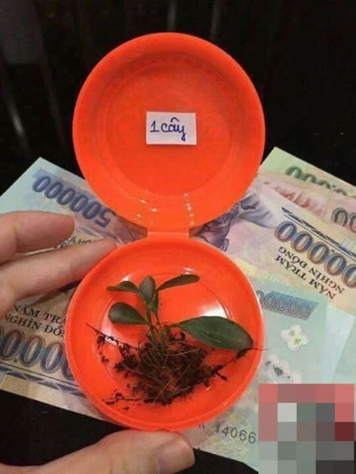 Hình ảnh hài hước ngày vía Thần Tài