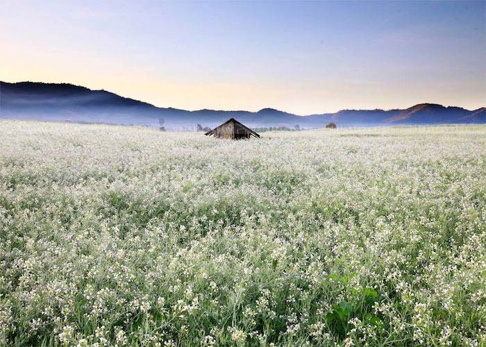 Hoa cải trắng Hoa cải trắng