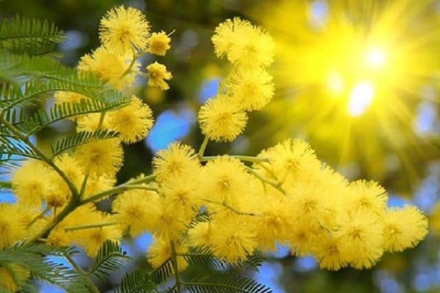 Hoa Mimosa Hoa Mimosa